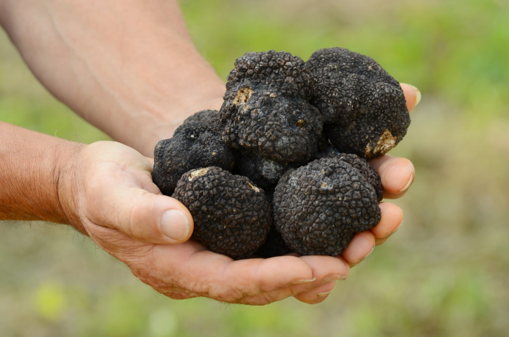 Fresh Black Truffle