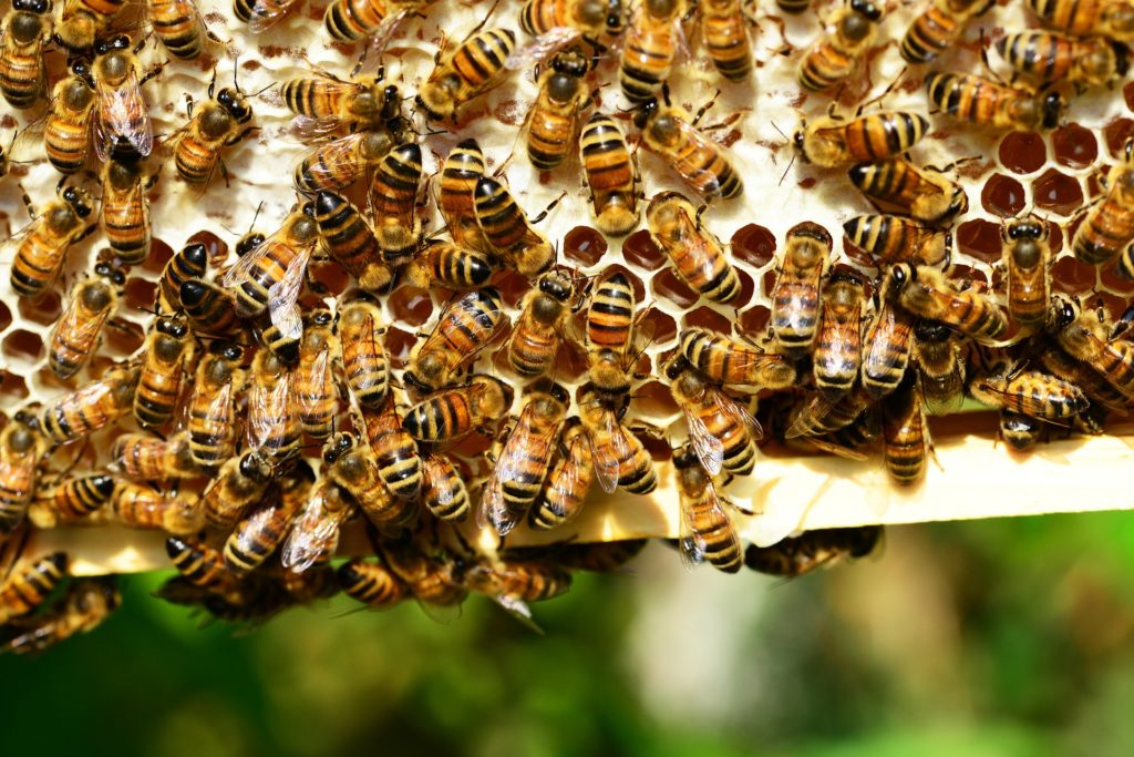 Honey Bees ISTRA Truffle