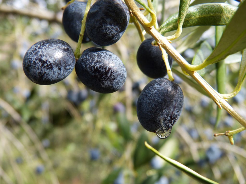 Istrian Black Olives