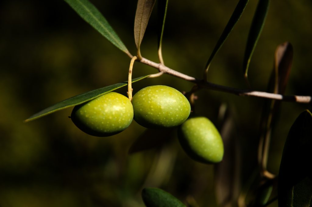 Istrian Green Olives