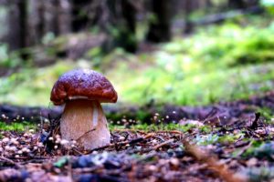 Introduction to Boletus mushroom (Porcini mushroom)